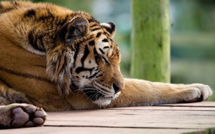 Тигр, морда, лапы, спит, хищник, полосатая рыжая кошка обои