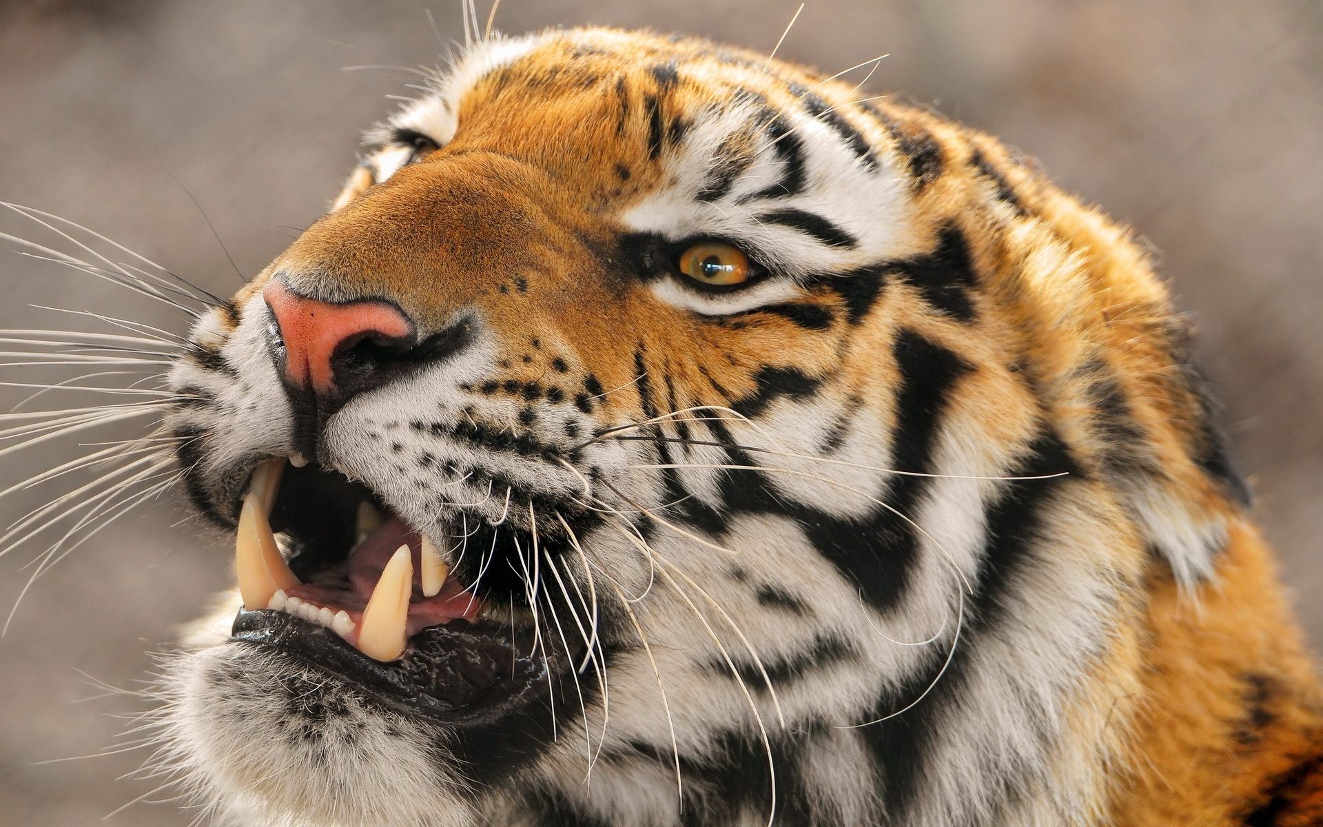 Тигр, важные глаза, злая морда обои, картинки, фото