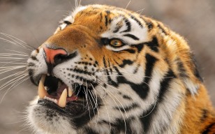 Тигр, важные глаза, злая морда