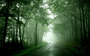 Туман, дорога, мокро, после дождя, поворот, деревья