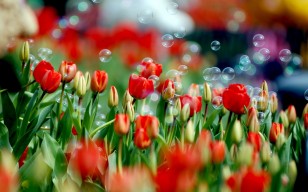 Тюльпаны, цветы, бутоны, пузыри, зелень обои