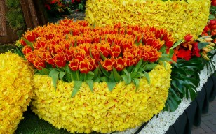 Тюльпаны, махровые, цветы, много, яркие, разные, красочные обои