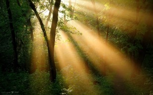 Утро, лес, солнце, свет, туман