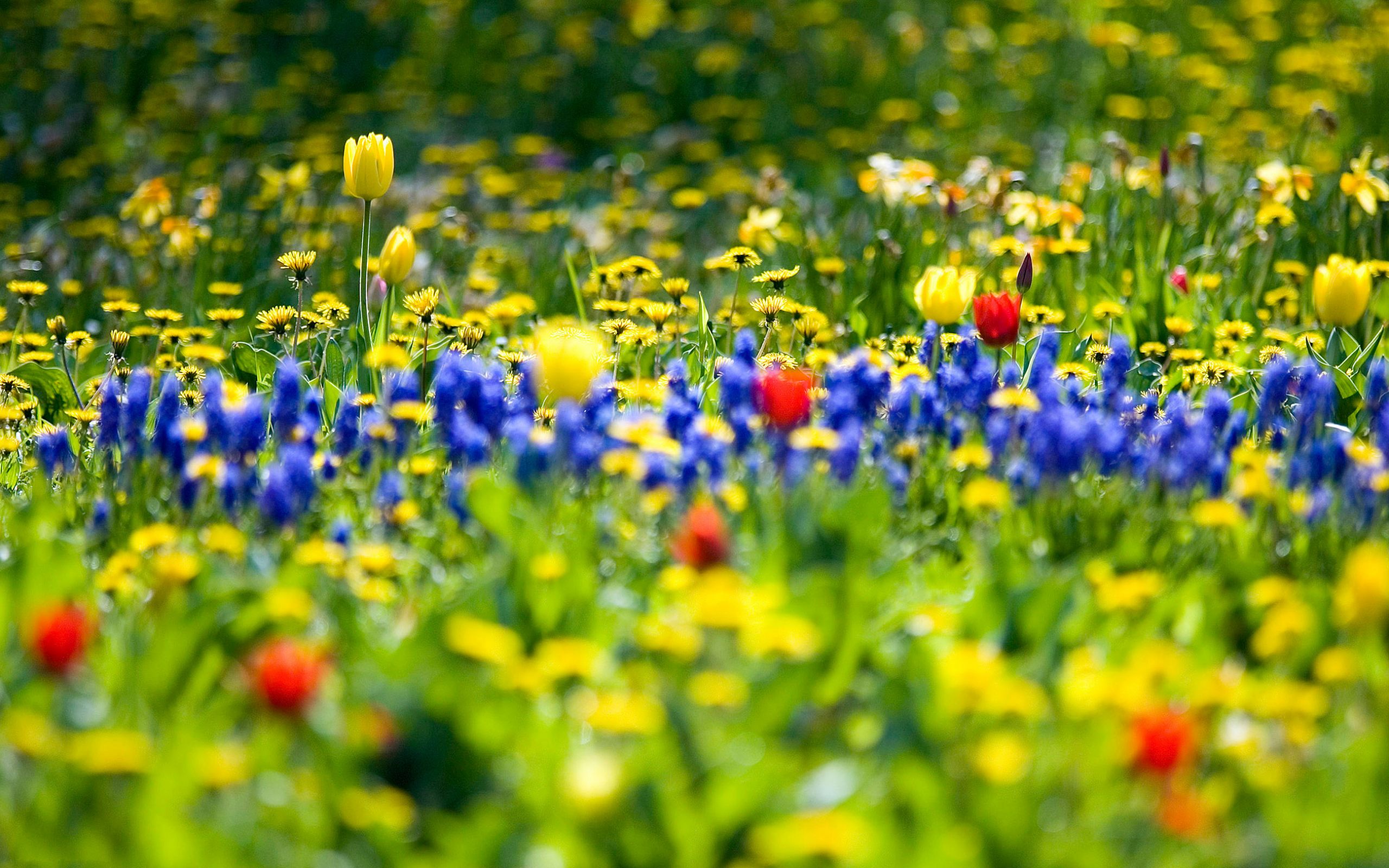 Вся красота весны - с цветами обои, картинки, фото