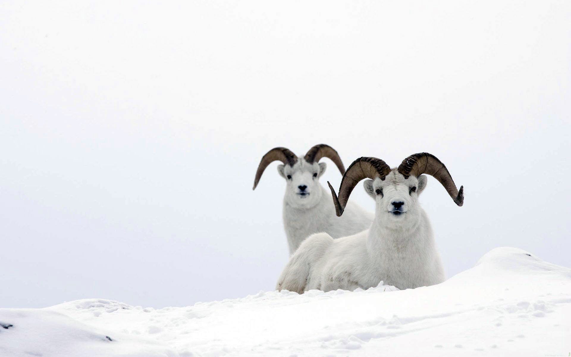 Горный баран, снег, sheep, mountain ram, белый обои, картинки, фото