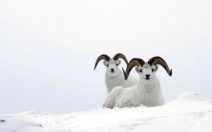 Горный баран, снег, sheep, mountain ram, белый