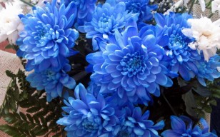 Хризантемы, синие, белые, гипсофил, букет