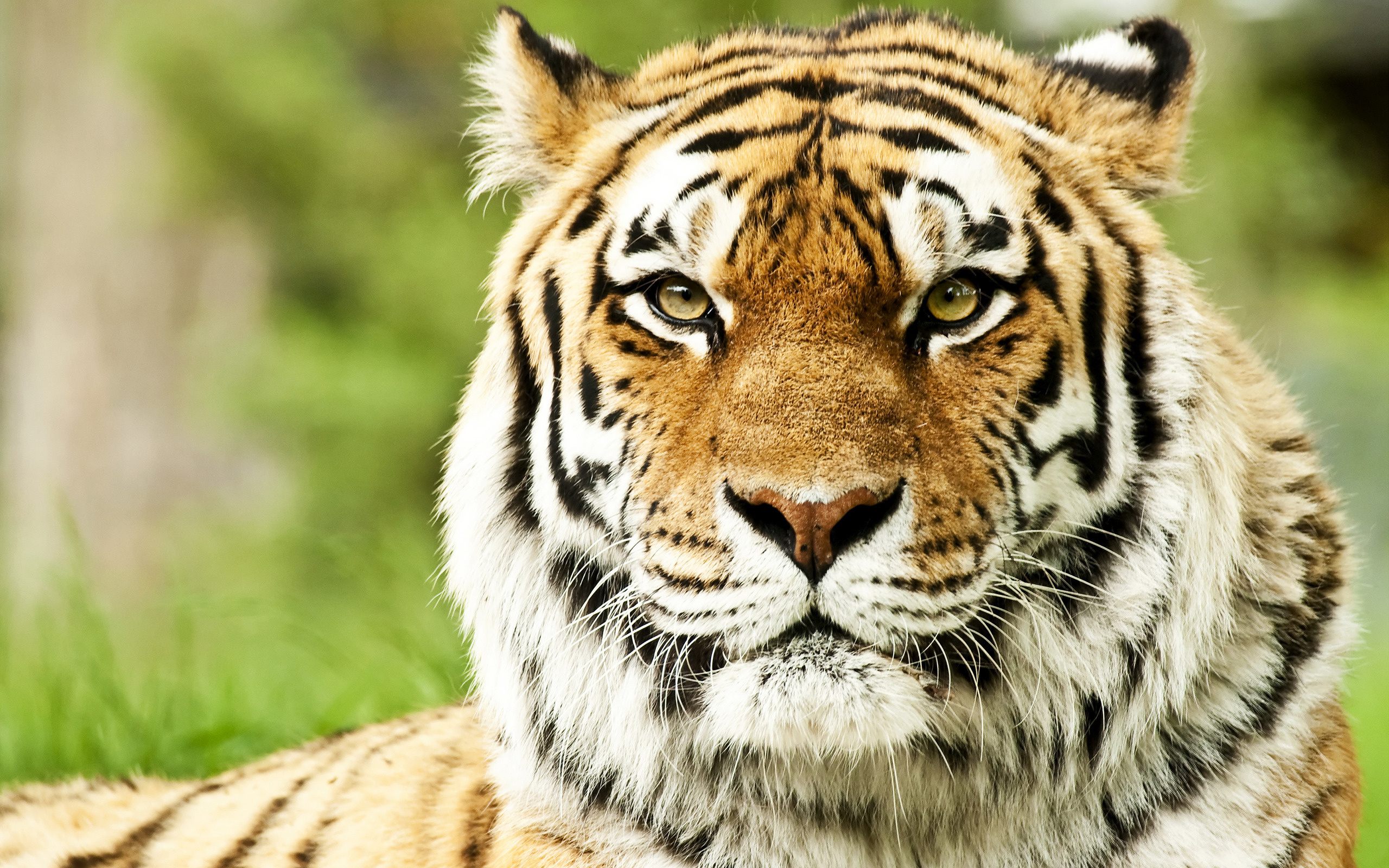 Морда, сибирские тигры, Дикие кошки, хищники, морды обои, картинки, фото