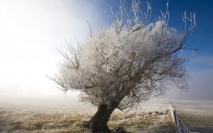 Замерзшее дерево, Отаго обои