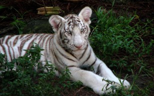 Белый тигрёнок обои