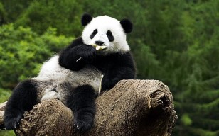 Панда сидит прикольно обои