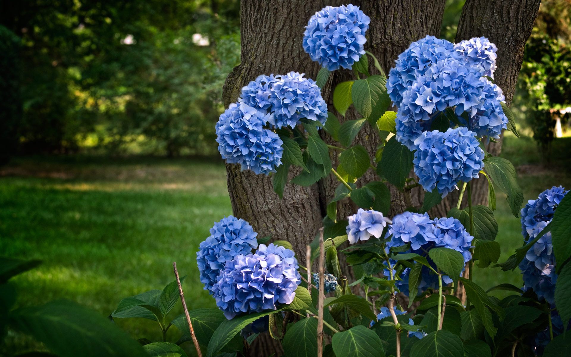 Синие цветы обои, картинки, фото