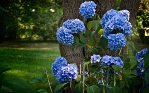 Синие цветы обои