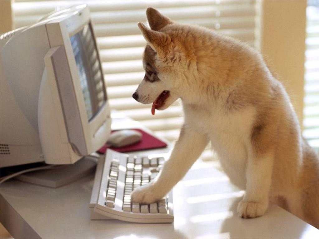 Собака за компьютером обои, картинки, фото