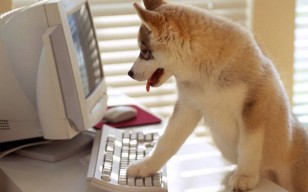 Собака за компьютером обои